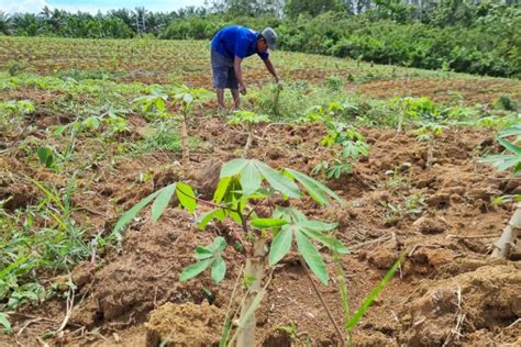 Harga Getah Karet Makin Tak Jelas Petani Di Pali Beralih Tanam Ubi