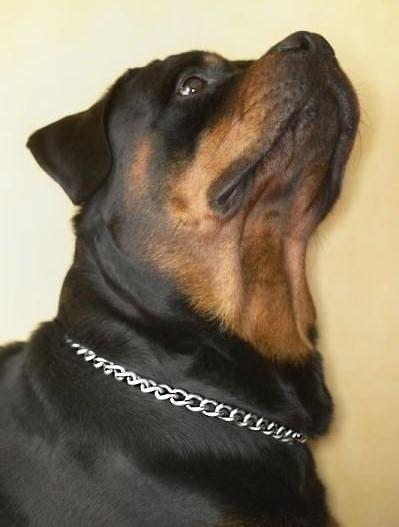 Rottweiler Choke dog collar- Slip collar-Chain Dog Collar | Rottweiler Store