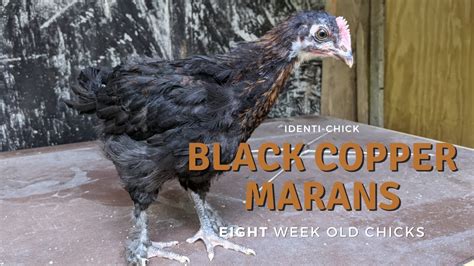 Black Copper Marans Week Old Chicks Youtube