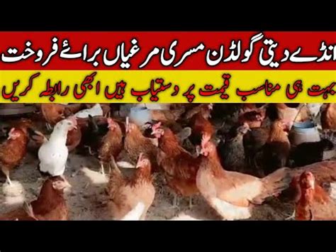 Egg Laying Hen For Sale Golden Misri Farming In Pakistan Desi Murgi