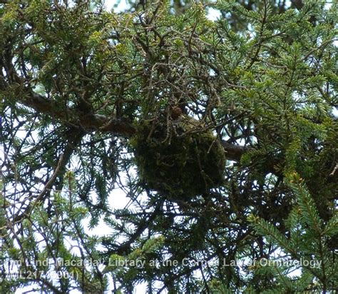 Golden Crowned Kinglet East Cascades Bird Alliance