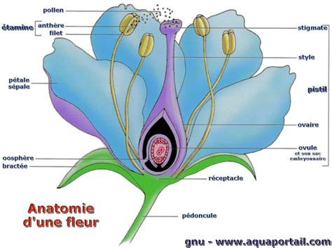 S Pale D Finition Et Explications