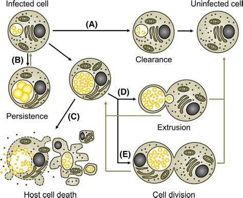 Historical Implications Of Syphilis For Sexual Health Syphilis Symptoms