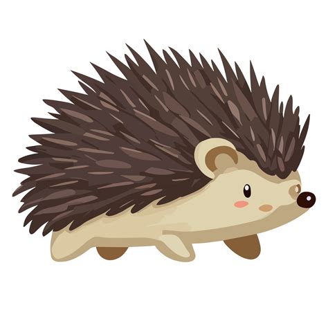 Hedgehog clipart transparent background 24043955 PNG