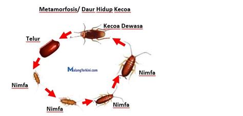 Apa Saja Tahap Metamorfosis Sempurna Pada Hewan Ini Penjelasan Lengkap