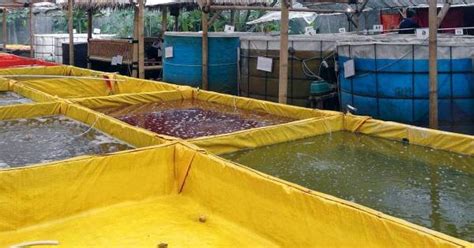 Cara Sukses Budidaya Udang Vaname Air Tawar Di Kolam Terpal Dinas