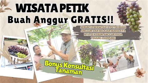 Wisata Petik Buah Anggur Gratis Seru Bisa Lansung Belajar