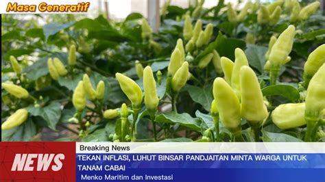 Perawatan Cabe Rawit Umur Minggu Cabe Rawit Ori Masa Generatif