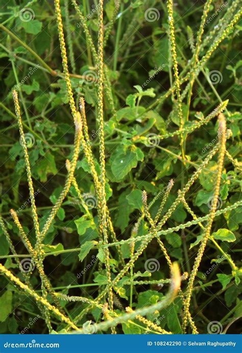 Chaff Flower Achyranthes Aspera Nayuruvi Stock Photo Image Of