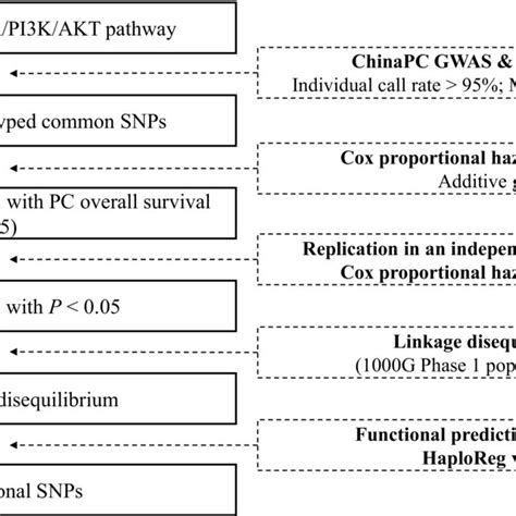 Research Workflow For SNPs In The PKN1 FAK PI3K AKT Pathway Genes