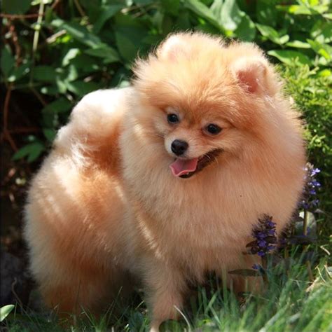 Orange – American Pomeranian Club