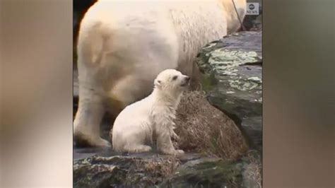 Video Polar bear shows off her cub for the first time - ABC News