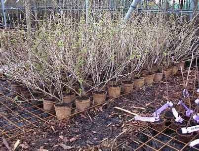 Inheems En Uitheems Fruit Ziektetolerante Kruisbessen Planten En