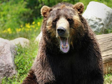 Brown Bear Yawn Photograph By Dan Sproul