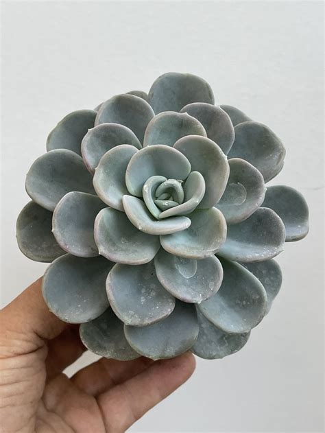 Echeveria Orpet