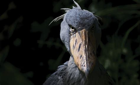 Shoebill Stork L Oiseau Le Plus Terrifiant Au Monde