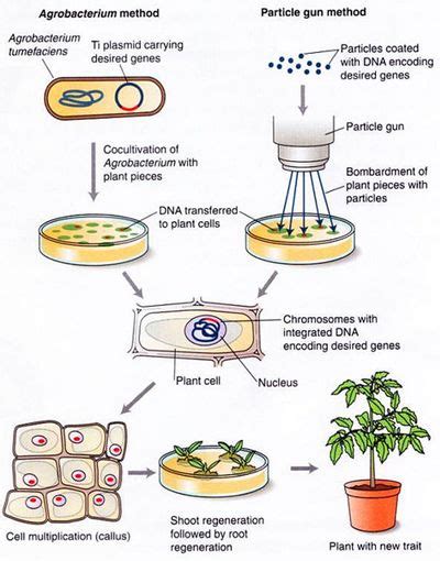 Recombinant Dna Technology Dna Technology Recombinant Dna Plant