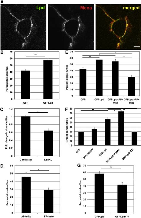 Lpd Regulates The Pdgf Induced Dorsal Ruffle Response In An