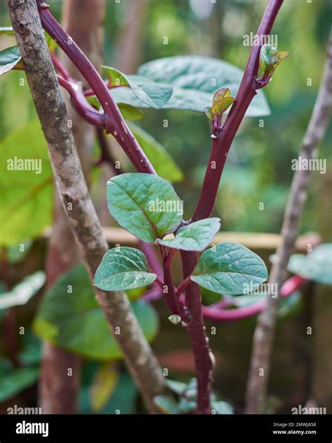 Malabar Spinach Or Ceylon Spinach Plant In The Garden Basella Alba