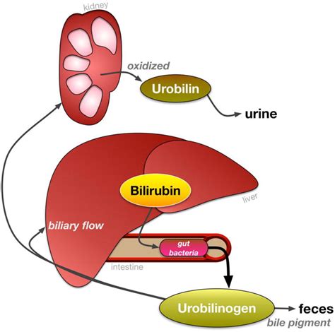 Bilirubin In The Liver Gut Signaling Axis Abstract Europe Pmc