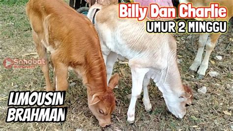 Pedet Super Hasil Ib Straw Bbib Singosaripejantan Billy Dan Charlie