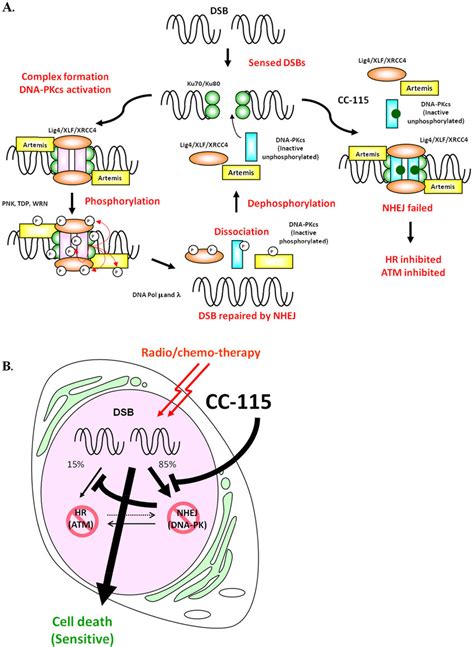 A A Model Illustrates How CC 115 Inhibits NHEJ DSBs Are Detected By