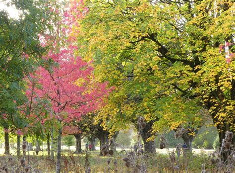 Autumn Glory Pauline Bezodis Flickr