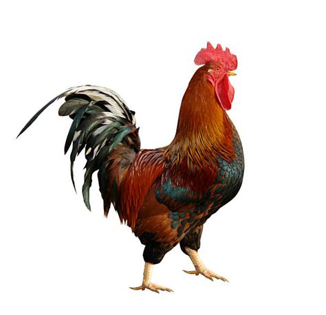 Rooster Stock Photos Pictures And Royalty Free Images Istock