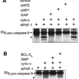 CrmA And XIAP Inhibition Of Caspase 8 And Cytochrome C Induced