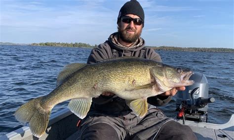 Massive Lake Huron Walleye How Fast Fish Actually Grow Longer Ice