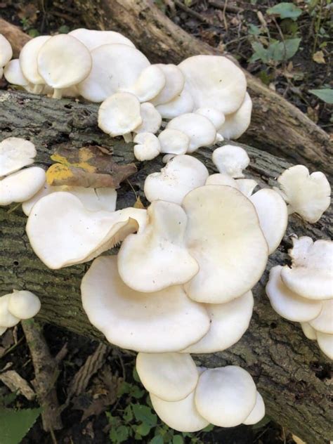 Phoenix Oyster Mushrooms Identification And Foraging Mushroom