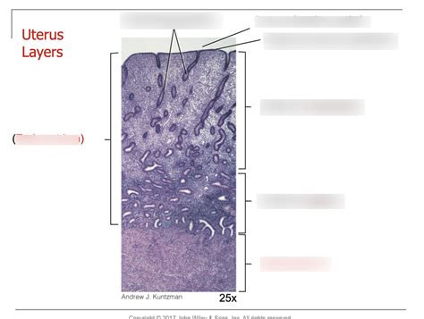 uterus histology Diagram | Quizlet