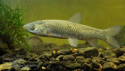 Grass Carp Ctenopharyngodon Idella