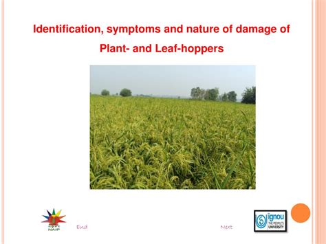 Ppt Identification Symptoms And Nature Of Damage Of Plant And Leaf