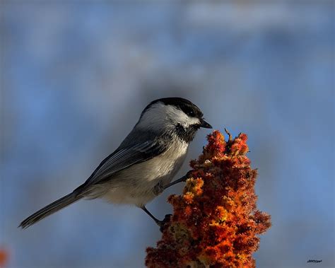 chickadee_8427 | Chickadee, Bird, Birds