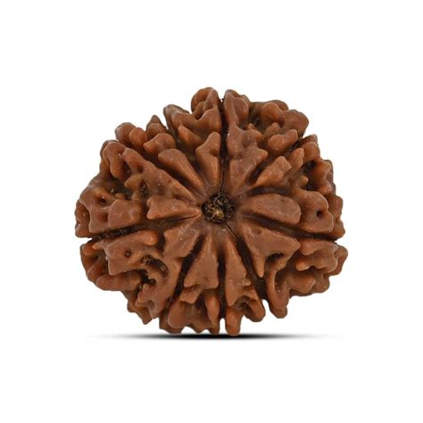 9 Mukhi Rudraksha Benefits Powers And Significance