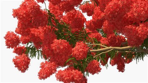 Delonix Regia Tree 3D Model TurboSquid 1505953