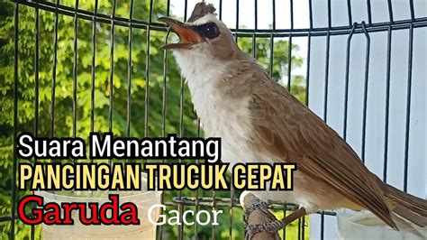 Trucukan Gacor Suara Memanggil Lawan Pancingan Trucukan Agar Bunyi