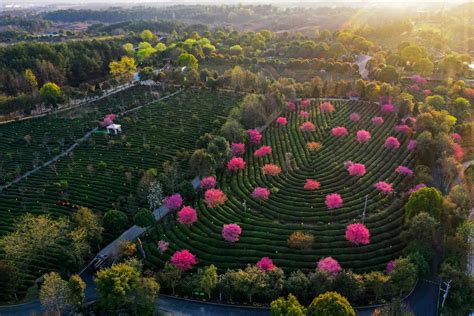 Cina Piantagioni Del T Ecologiche E Intelligenti A Huangshan