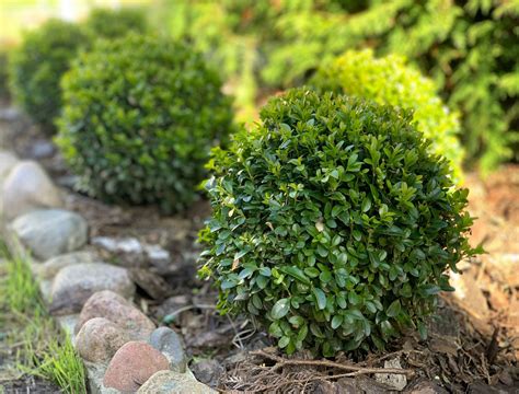 5 Types of Boxwood Shrubs for Your Landscape