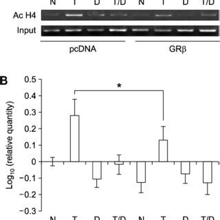 Effects of GRβ expression on dexamethasone induced repression of IL 8