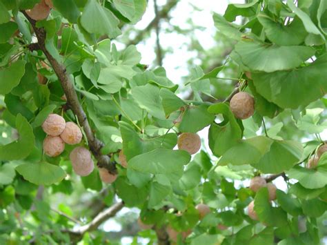 Ginkgo Sex Education 101 What Grows There Hugh Conlon Horticulturalist Professor