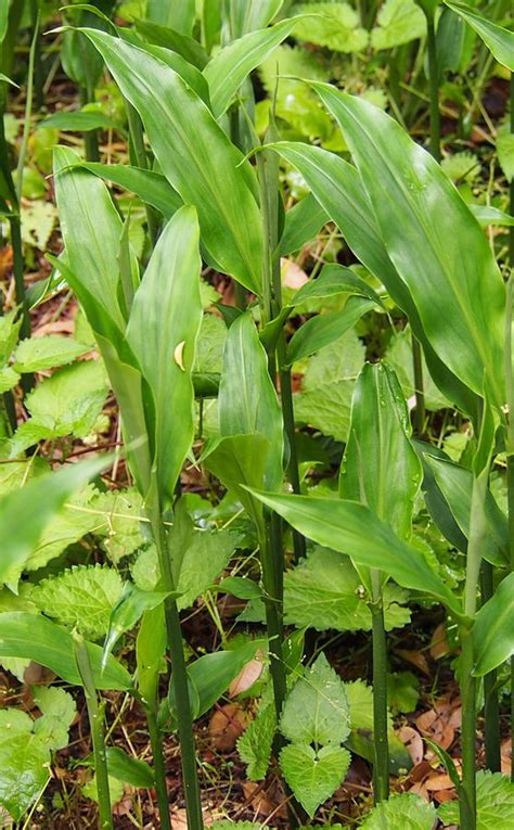 Mioga Japanese Ginger Plant Zingiber For Sale Florida Hill Nursery