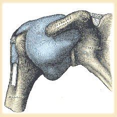 Rotator Cuff Tendonitis Dr Hc Chang