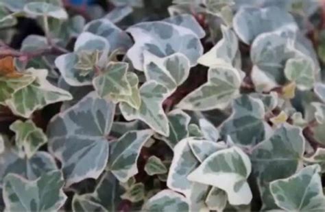 White English Ivy Mygardenchannel