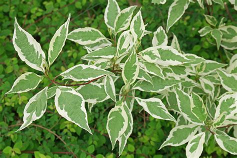 Cornus alba "Elegantissima"