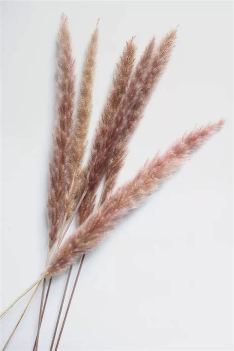 Roxanne’s Dried Flowers Pampas Grass Urban Outfitters