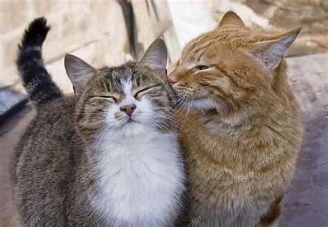 Pictures Cat Love Love Couple Of Cats — Stock Photo © Andreyfotograf