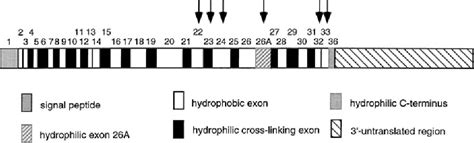 Figure 1 from 2 Elastin and Elastin-Like Polypeptides 2 . 1 Elastin ...