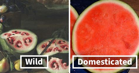 Here Are 14 Photos Of Fruits And Veggies Before And After Humans